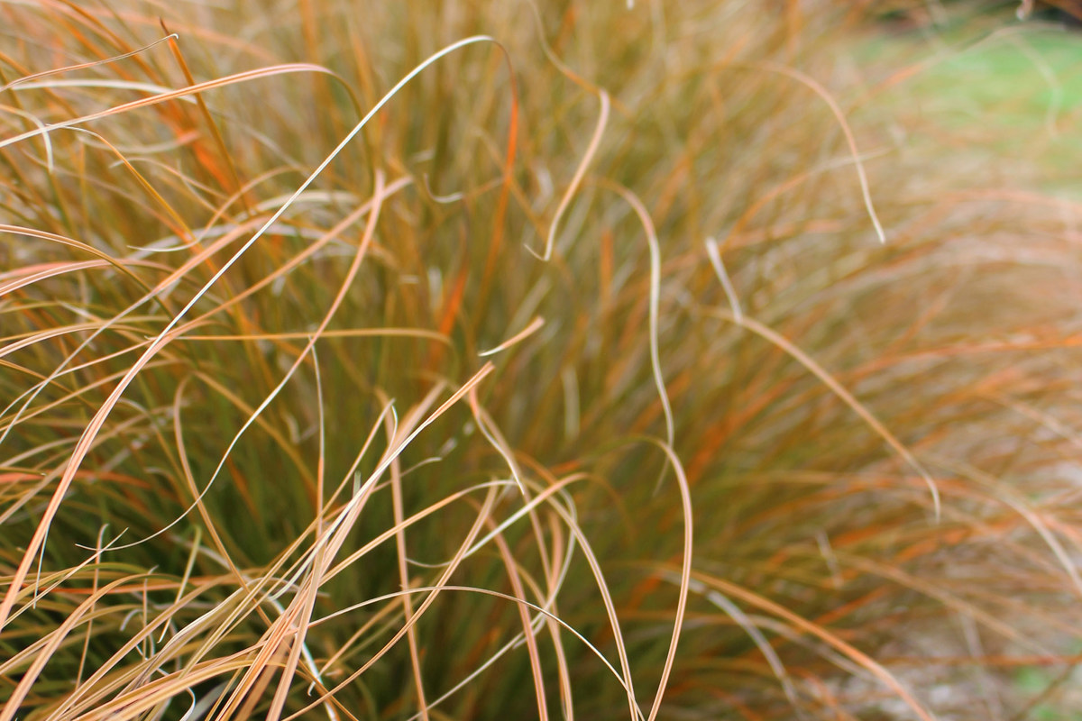 Carex testacea (2)